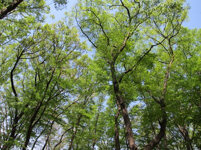 Sunbeams green forest