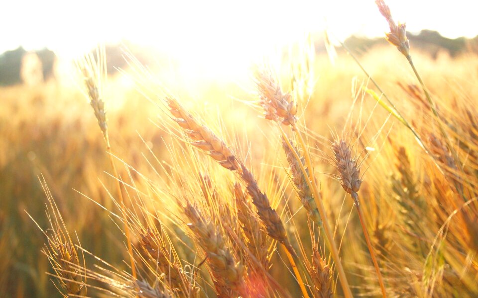 Field wheatfield sunrise