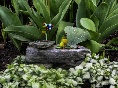 Foliage plant humor