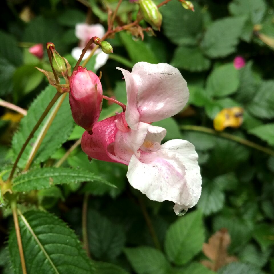 Pink blossom bloom