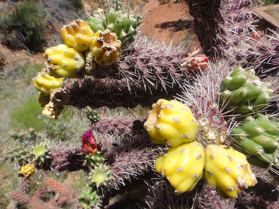 Desert plant spike