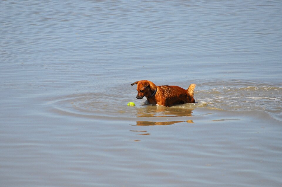 Dog training north sea tennis ball