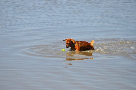 Dog training north sea tennis ball
