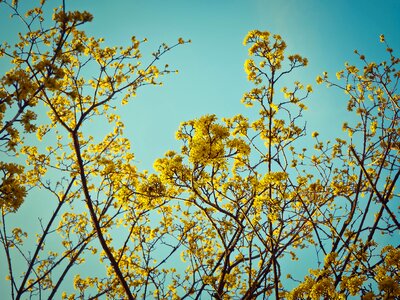 Spring bush branch