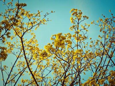 Spring bush branch photo