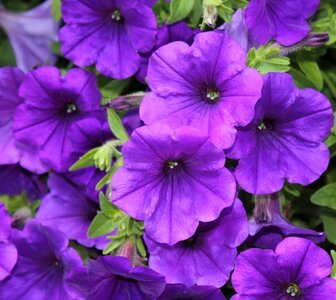 Bloom purple close up photo