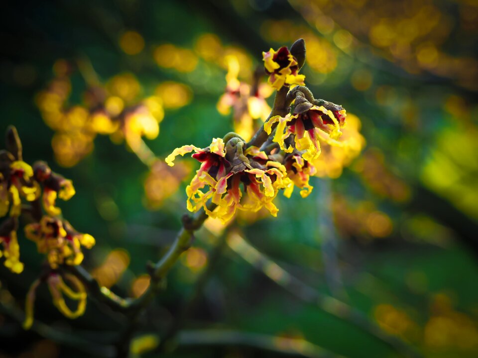 Bloom spring flower