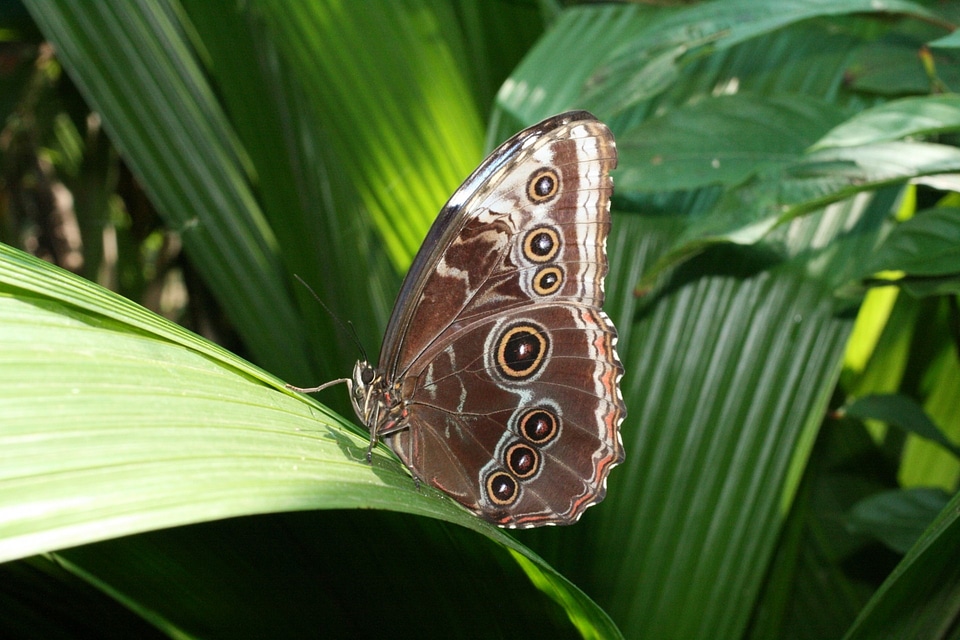 Wildlife wings pattern