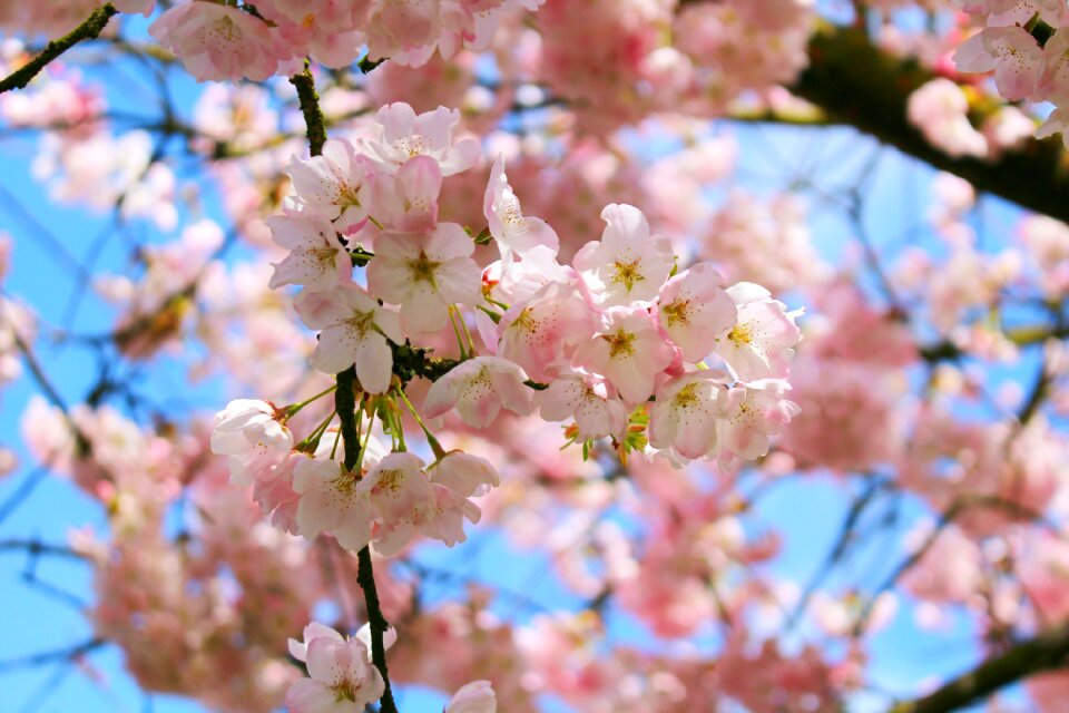 Blossom flower nature