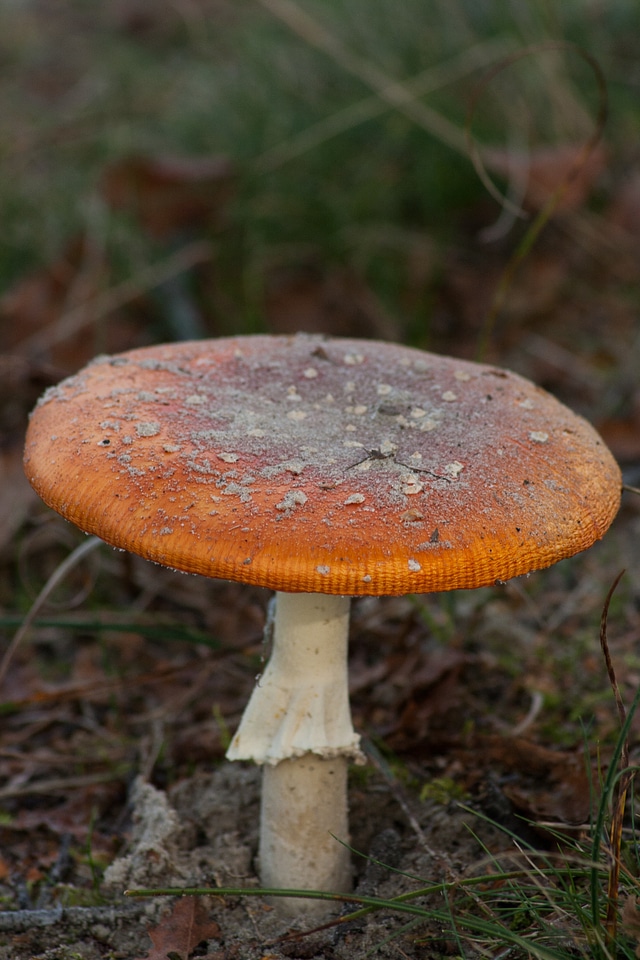 Mushroom autumn nature