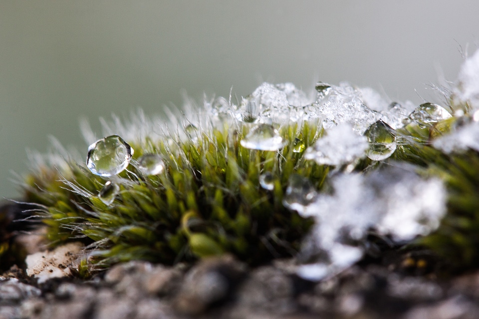 Snow cold transition