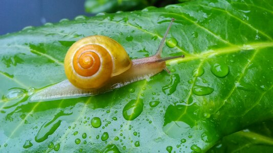 Animals snail branch