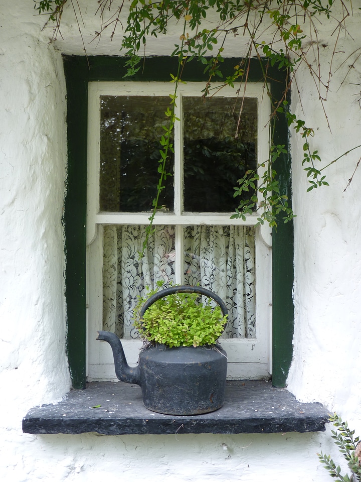 Green flower window sill