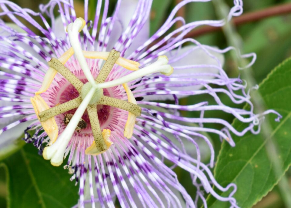 Bloom stamen passionflower