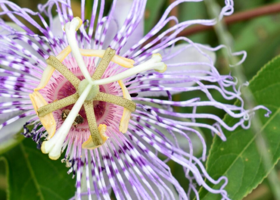 Bloom stamen passionflower photo