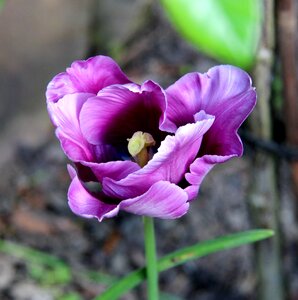 Spring purple close up photo