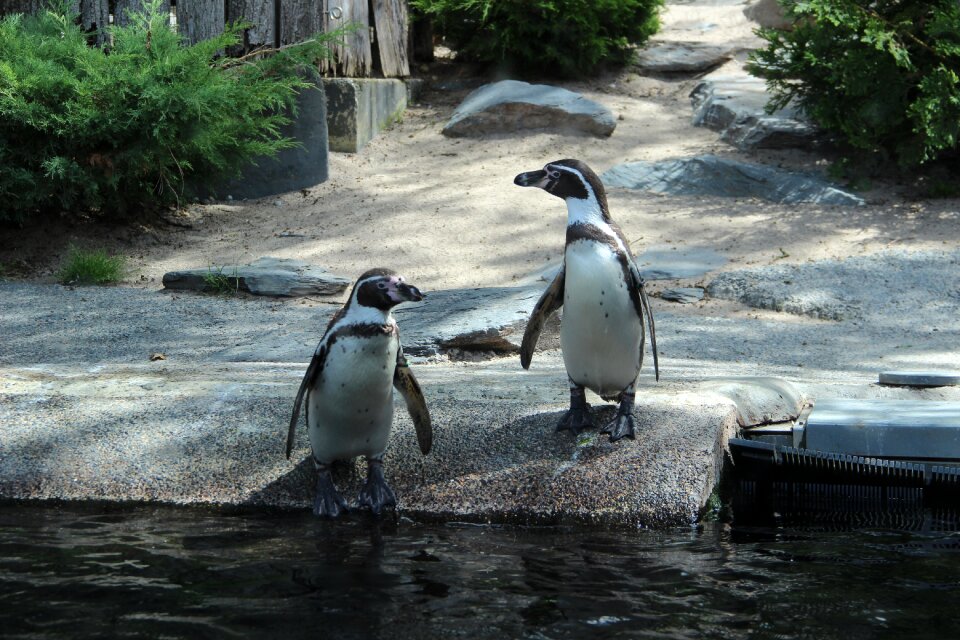 Nature animal animals