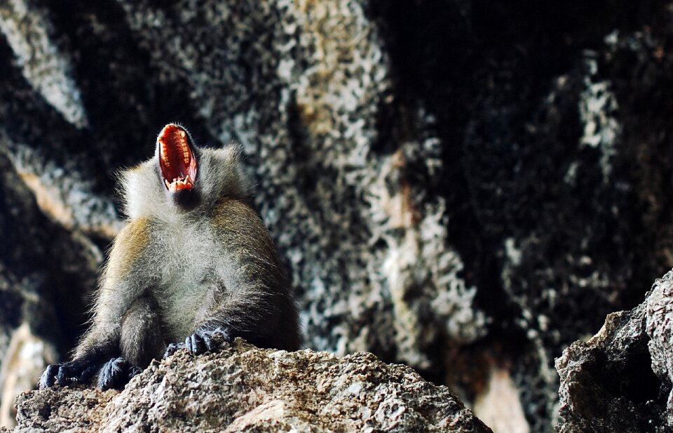 Mouth yawning funny