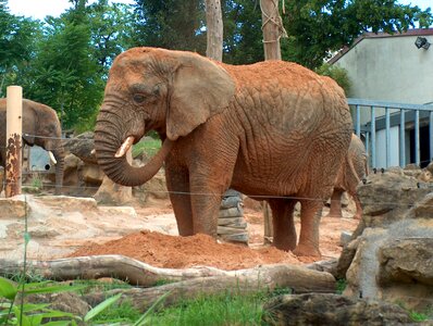 Elephant savanna animals nature