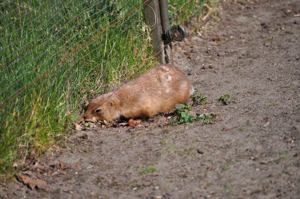 Animal fence eat