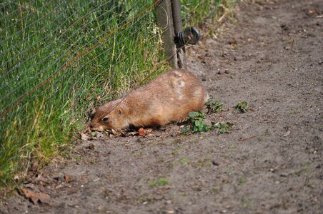 Animal fence eat photo