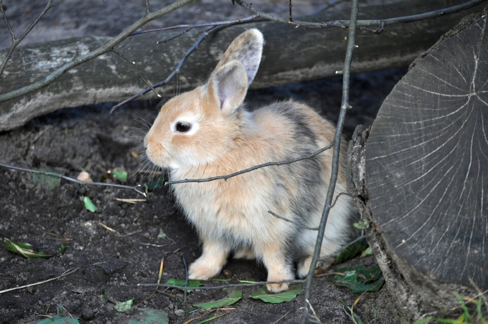 Rodent animal mammal