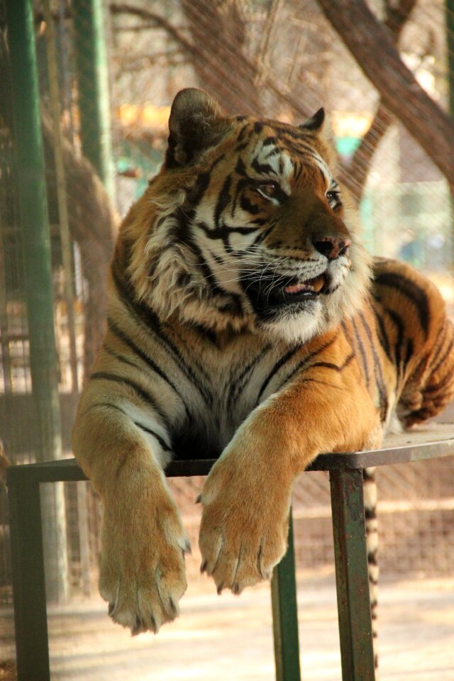 Africa feline surveying