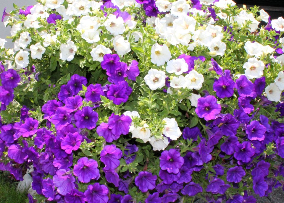 Flowers flora farbenpracht