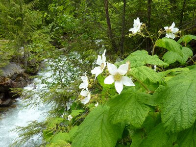 Wild flowers watercourse white photo