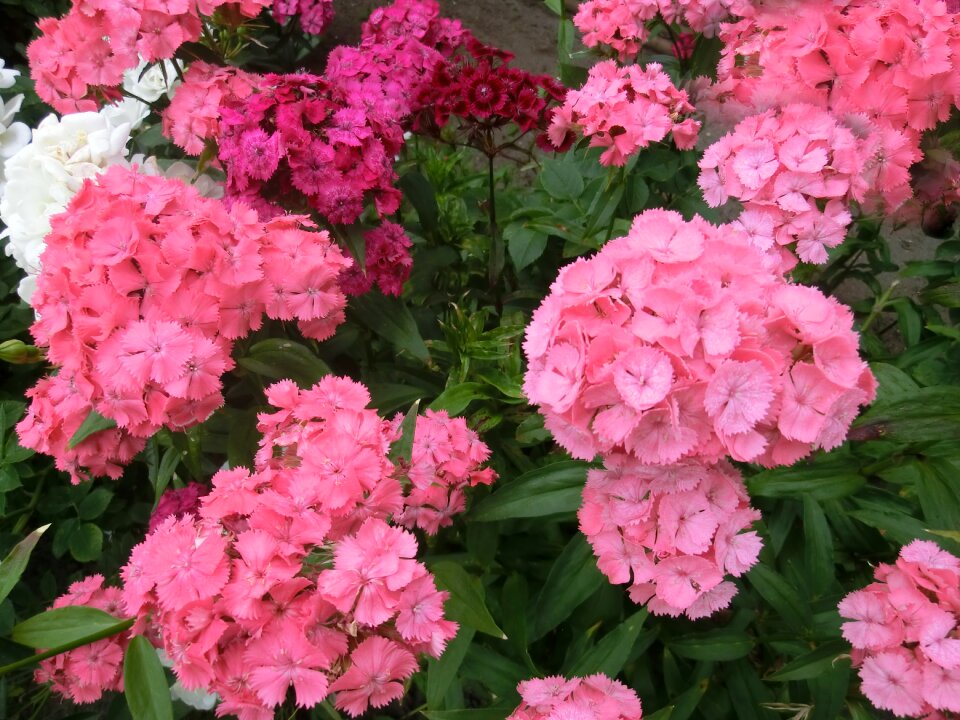 Carnations mixed colors