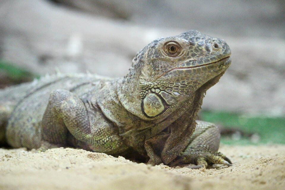 Iguana rest zoo