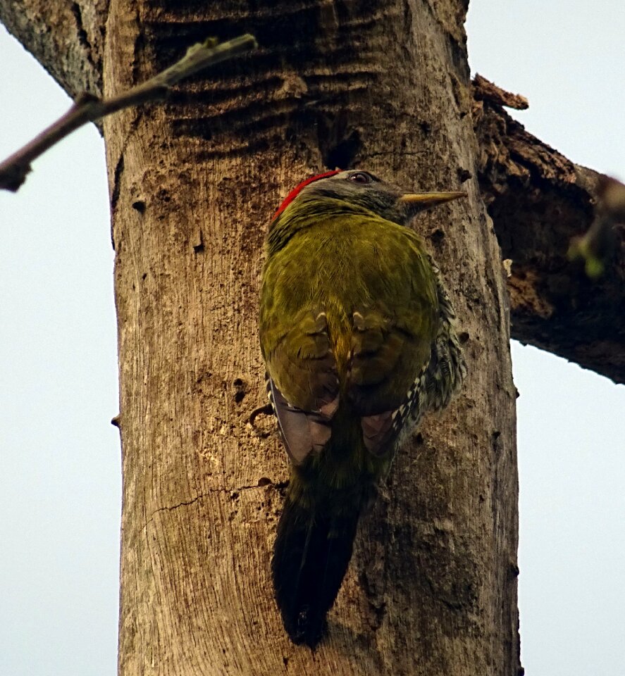 Picus xanthopygaeus aves avian