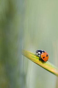 Yellow insect nature