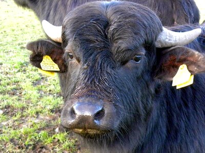 Water buffalo tough bull photo