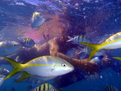 Fish ezptic aquarium
