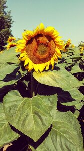 Sunflower yellow plant photo