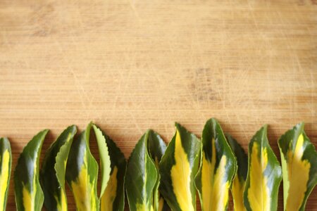 Green plant leaves
