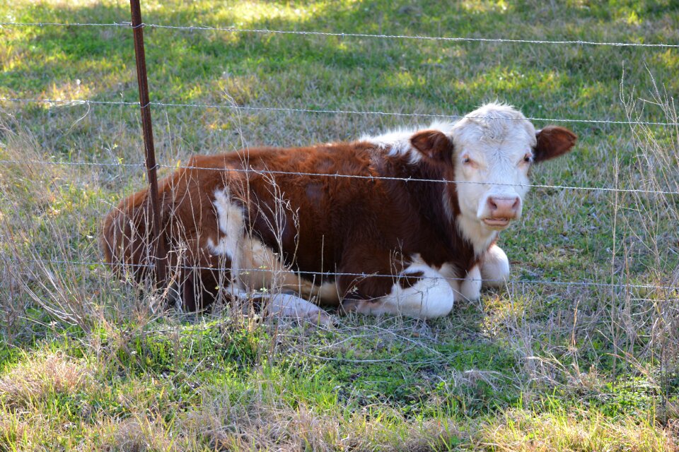 Cattle country pasture