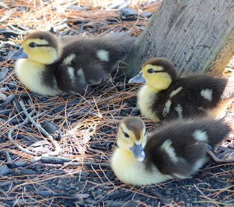 Fowl birds
