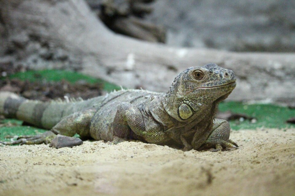 Iguana rest zoo
