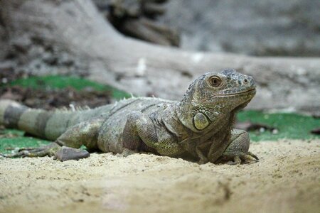 Iguana rest zoo