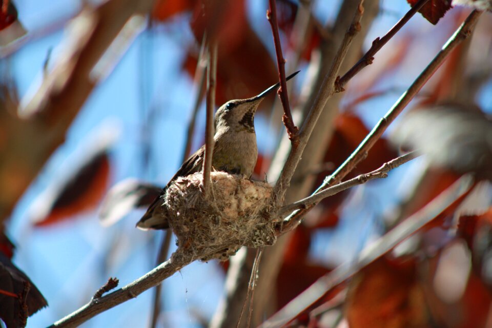 Small birds photo