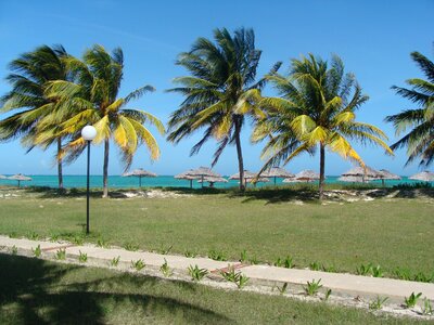 Beach coconut island
