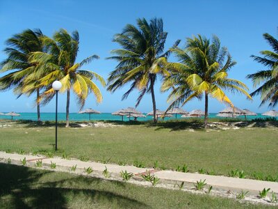 Beach coconut island photo