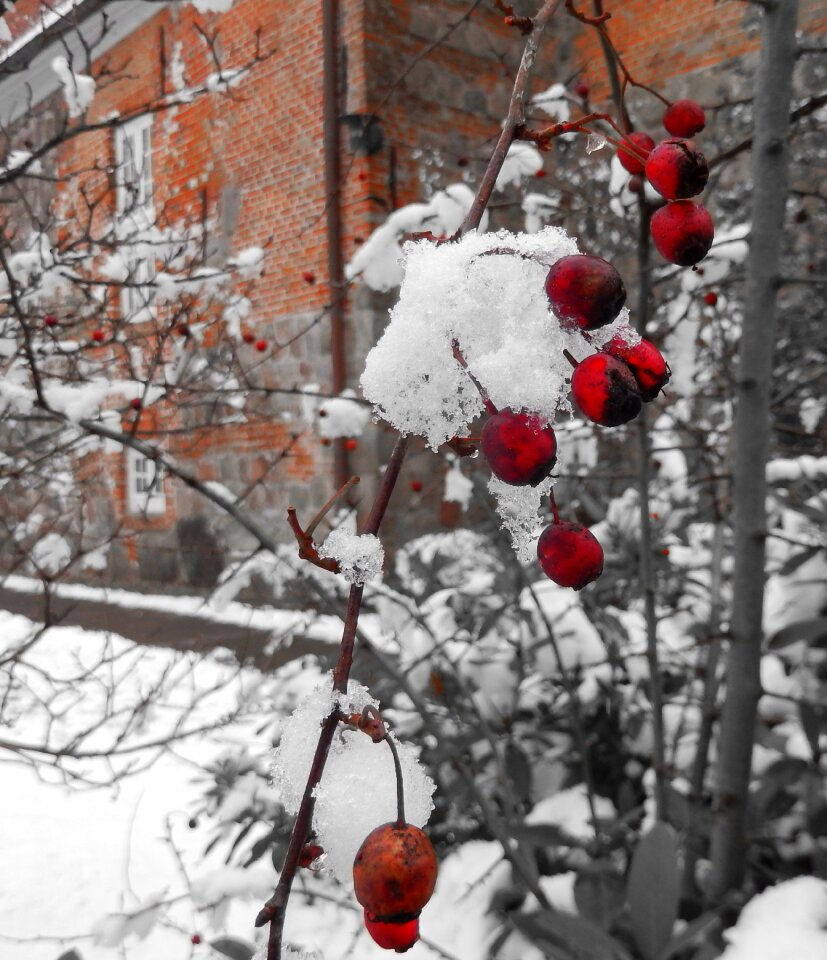 Eiskristalle cold snow