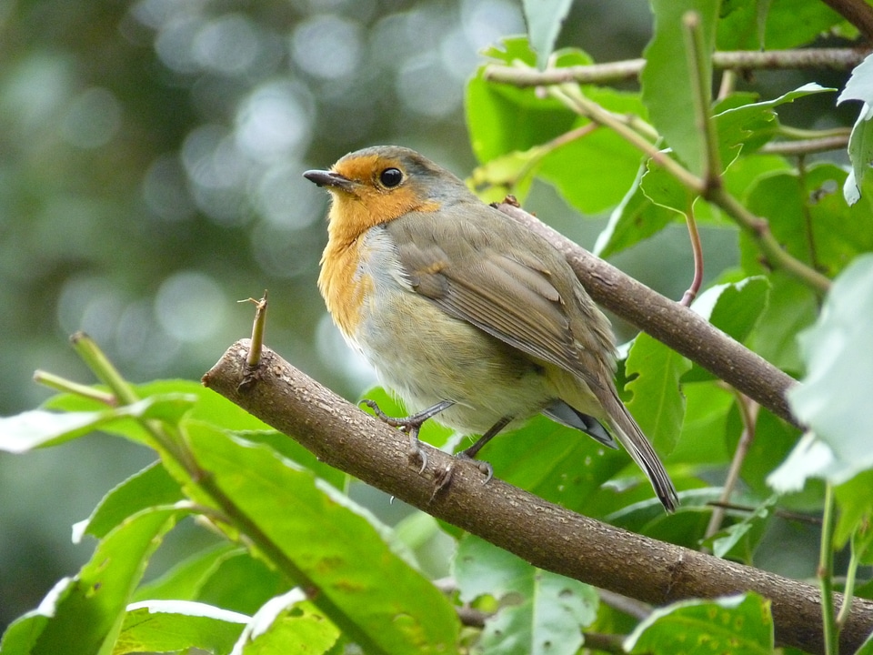 Bird songbird small
