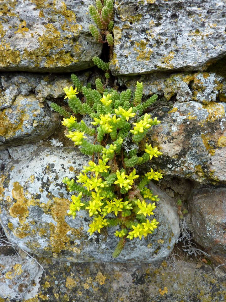 Yellow nature sedum