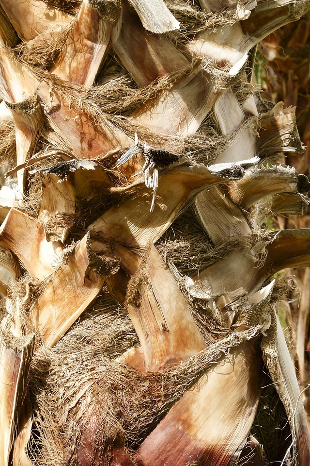 Desert nature leaves