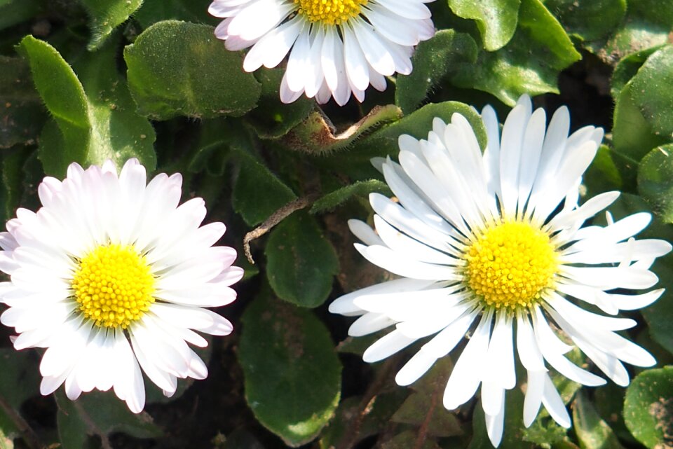 Blossom bloom flower