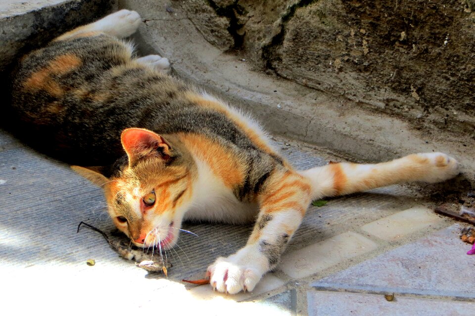 Velvet paw animal young cat